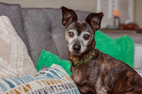 Older brindle Chihuahua type dog sitting on a couch