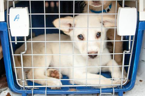 White puppy in a crate, learning the crate training process