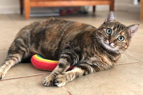 Lucy, a torbie cat lying next to a rainbow toy