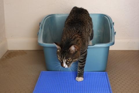Cat stepping out of an uncovered litter box onto a mat