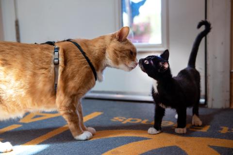 An orange cat and black and white kitten nose-to-nose checking each other out