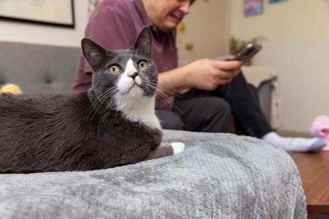 Cat lying on a couch next to a man looking at his mobile phone
