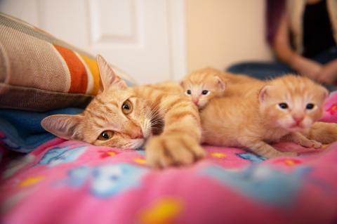 Orange tabby mama cat lying on her side with a couple of her kittens