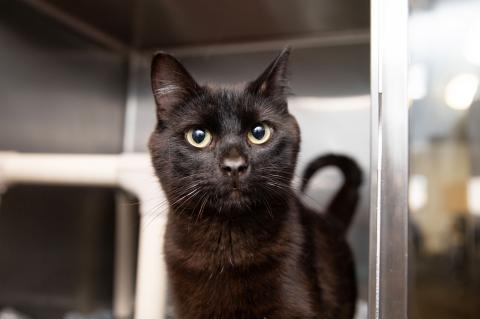 Black cat in a kennel with tail up and looking straight ahead