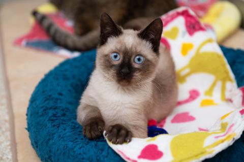 Siamese kitten making biscuits on a colorful cat bed