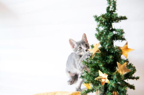 Gray kitten looking up at small Christmas tree