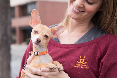 Smiling person wearing a Best Friends shirt holding a small Chihuahua-type dog