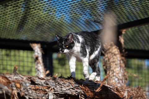 Cat in a catio walking on a wooden branch with a screened roof