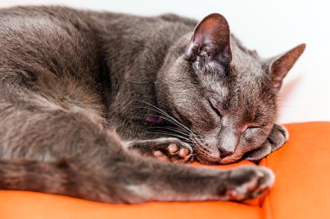 Gray cat sleeping on an orange cushion