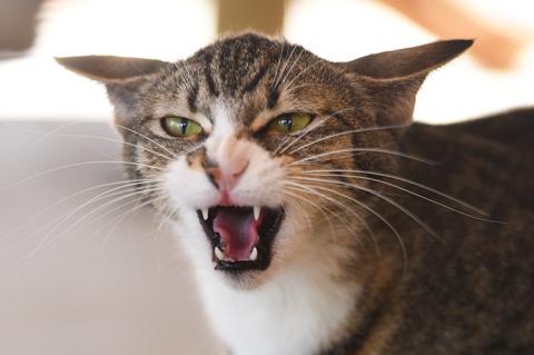 A tabby and white cat hissing with mouth open and ears back