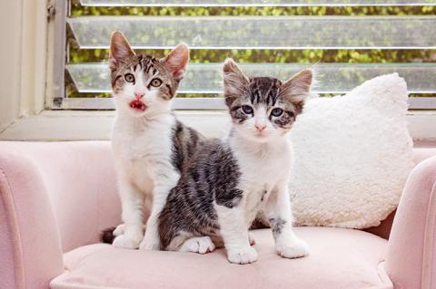 Two kittens with scabies sitting on a tiny couch next to each other
