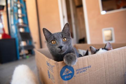 Gray cat with head and paw sticking out of a cardboard box