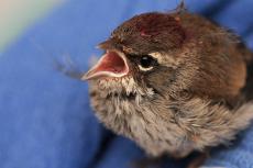 Injured baby songbird who has been receiving care from a licensed wildlife rehabilitator