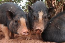 two pet potbellied pigs, who have received socialization and get along well, standing side by side in a friendly behavior