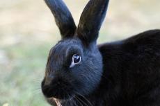 Rabbit Health Check: Signs of a Healthy Bunny 
