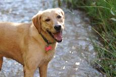 Junebug, a blond Labrador dog, with mouth open in the water next to vegetation on a hot summer day