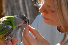 Maxine the parrot eats some of her parrot food from a person's hand