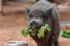 RB the potbellied pig eating some lettuce