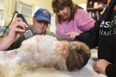 A groomer trimming a rabbit's fur