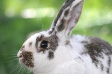 Brown and white spotted rabbit