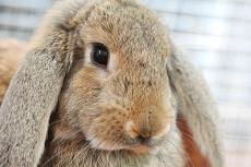 Sick Bunny: Is Your Rabbit Ill?