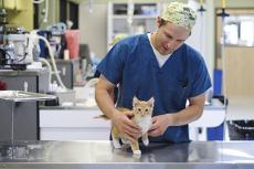 Veterinary specialist holding a kitten on an exam table