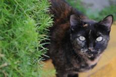 Feline who is part of outdoor cat colony. This resource outlines how to lobby for TNR.