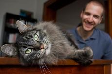 Man with his longhair gray tabby foster cat
