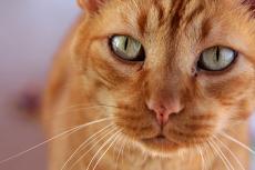 Be on the lookout for pet dangers that could harm your pet, like this indoor orange tabby cat.