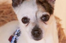 headshot of a small white-and-tan dog looking up alertly