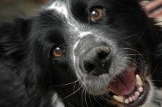 Close-up on a black-and-white dog's smiling face