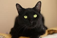 Rehoming a special-needs pet like this black cat who has hearing difficulties can be challenging, but the tips in this resource can help.
