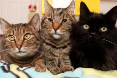 Three cats who have been neutered. TNVR is the best solution to the feral cats problem. 