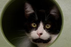 Cats can be tested for FIV and FeLV. This tuxedo cat tested positive for FIV.