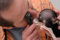 veterinarian examining a small dog