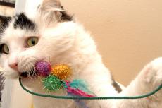 White cat with black spots playing with a toy with colorful balls, one of many cat enrichment ideas.