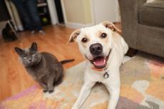Dog and cat next to one another in a foster home