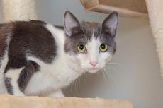 Gray-and-white cat on a cat tree shelf looking at the camera