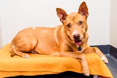 Brown dog lying on an orange bed