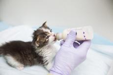 Small gray and white kitten being bottle fed by a gloved hand