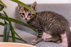 Gray tabby kitten by some leaves of a plant
