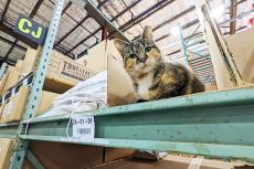 a calico working cat with a tipped ear sitting on a beam in a warehouse with boxes behind her