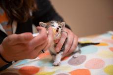 Person administering liquid to a kitten from a syringe