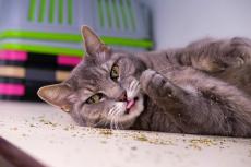 Gray tabby cat lying on her side, with catnip scattered around her and tongue sticking slightly out