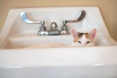 Calico cat lying in a white porcelain sink