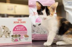 Calico kitten sitting in front of packages of Royal Canin kitten food